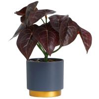 Бонсай в горшке Алоказия колор 10084572
