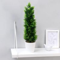 Бонсай в горшке Туя стройная 4293928