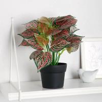 Бонсай в горшке Каладиум комн. 10084547