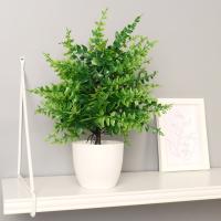 Бонсай в горшке Нефролепсис 7081299