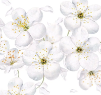 Кух.фартук "Яблоневый цвет" 3м*0,60см