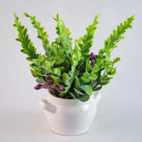 Композиция/цветы 108 Добавна калатея фиолет