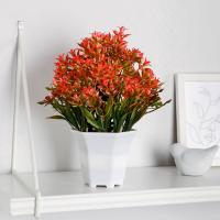 Бонсай в горшке Очиток 10084537