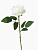 Цветы иск. Роза глория 60см крем 2566040